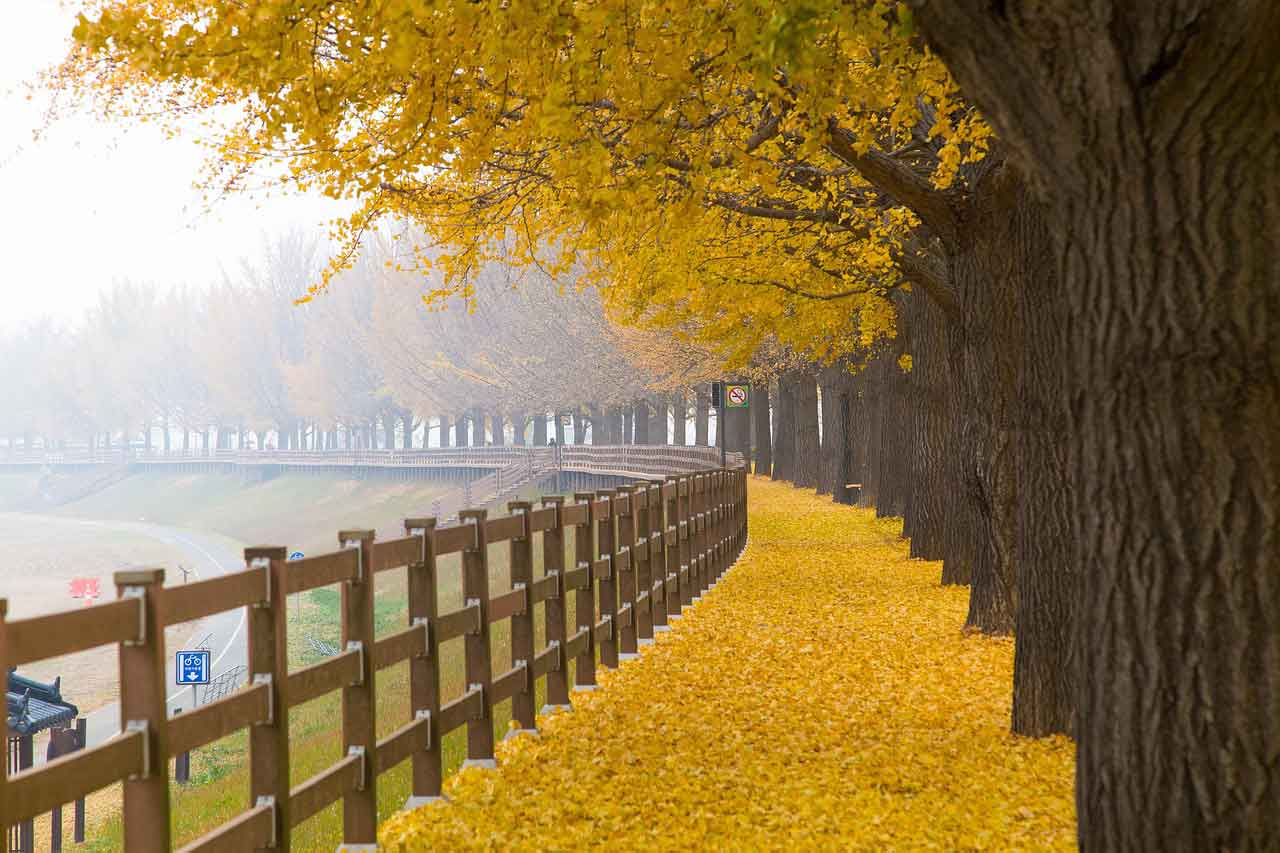 Tempat Healing di Korea Selatan asan Ginkgo Tree