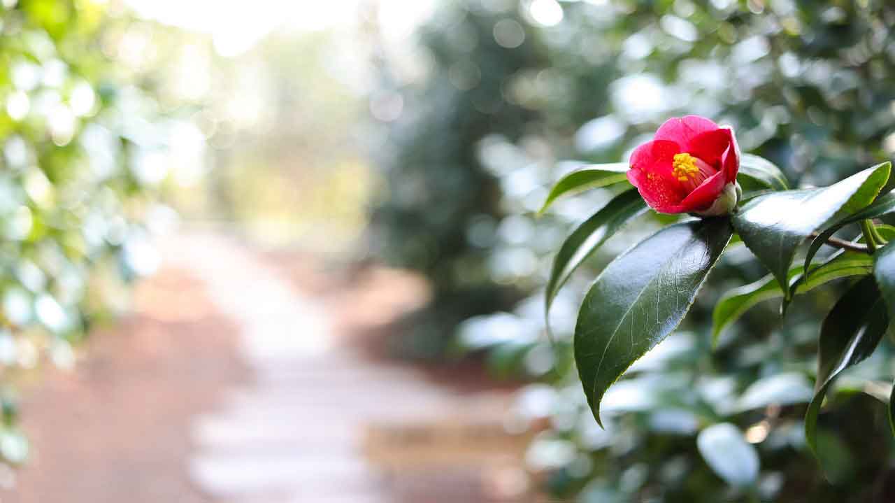 Tempat Wisata di Korea Selatan untuk Army Camellia Hill
