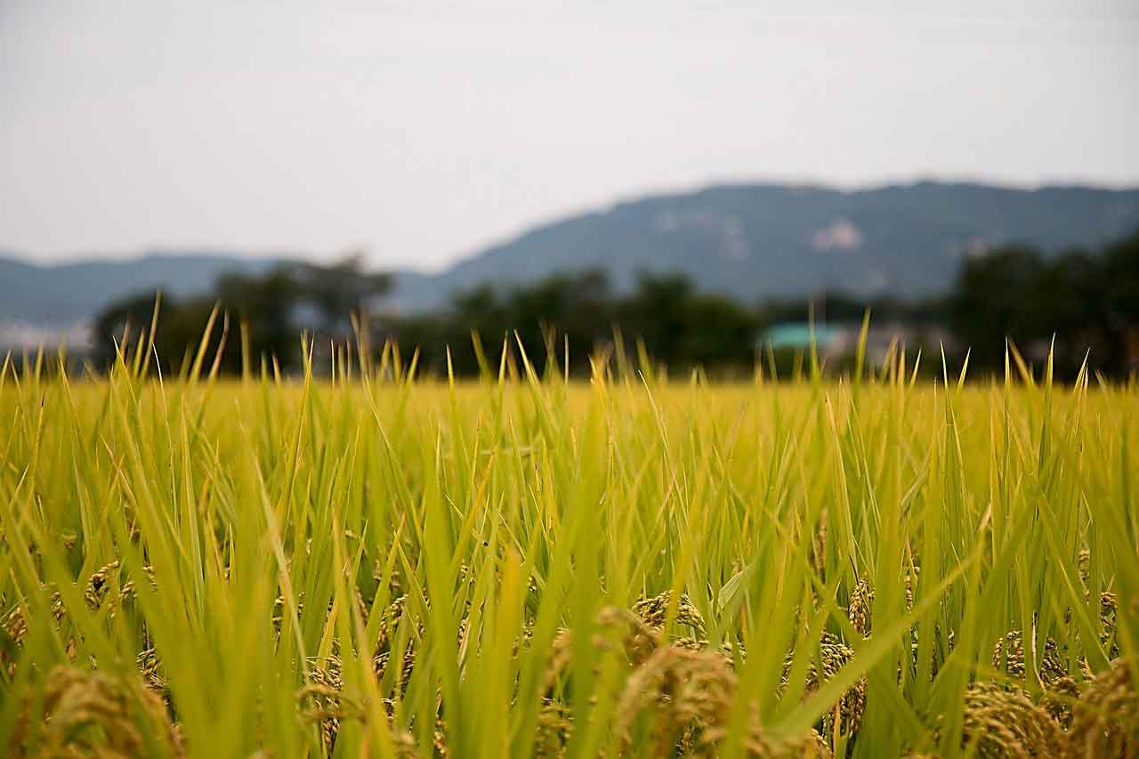 Tempat Healing di Korea Selatan Healience Seonmaeul