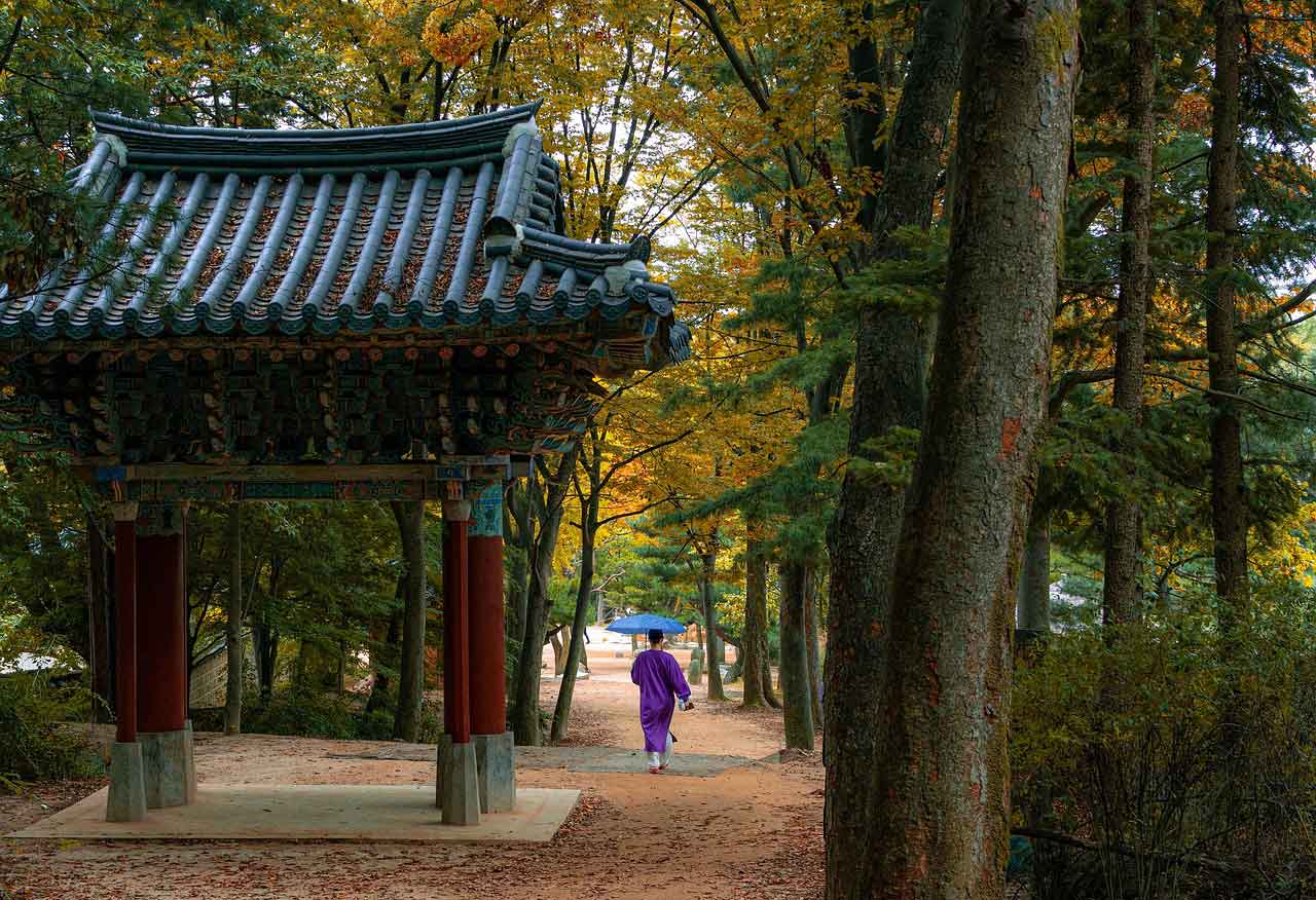 Daya Tarik Wisata Korea Selatan Hutan Seoul