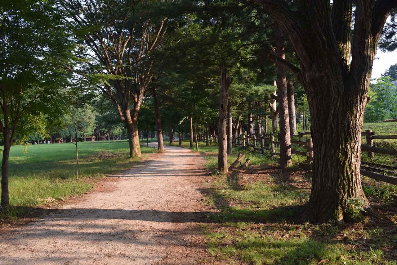 Tempat Wisata Korea Selatan yang Paling Unik Nami Island