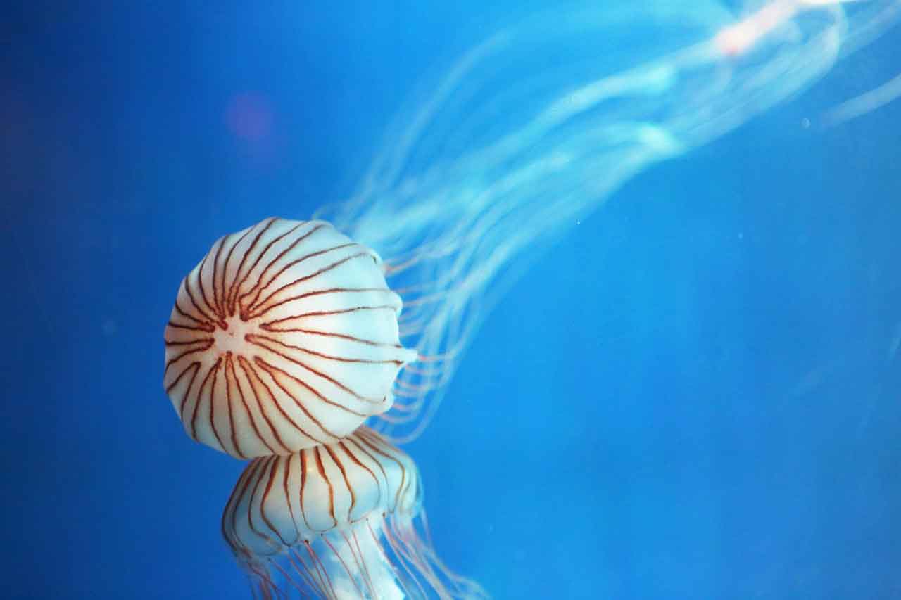 Tempat Wisata Populer di Seoul coex aquarium