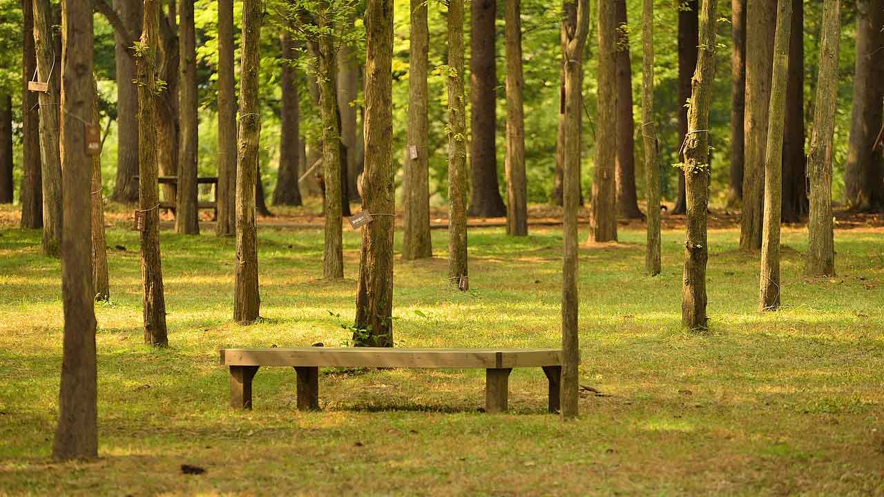 Tempat Wisata Populer di Seoul nami island
