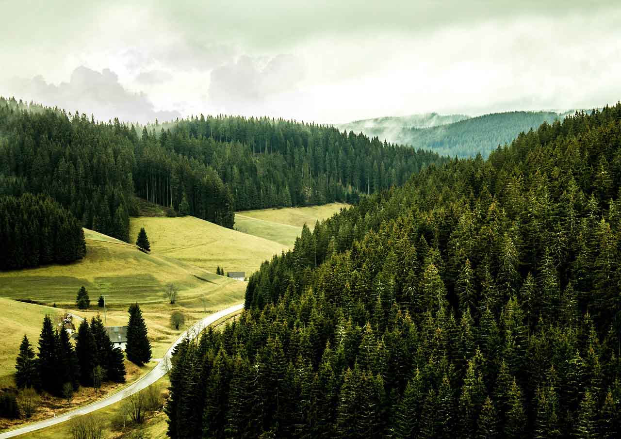 Tempat Wisata Populer di Jerman The Black Forest