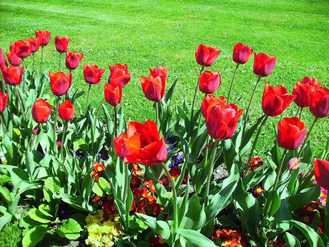 Tempat Bersejarah di Turki Emirgan Tulip Garden
