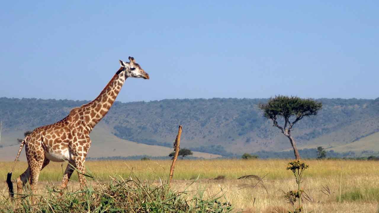 Wisata Halal di Afrika Masai Mara National Reserve