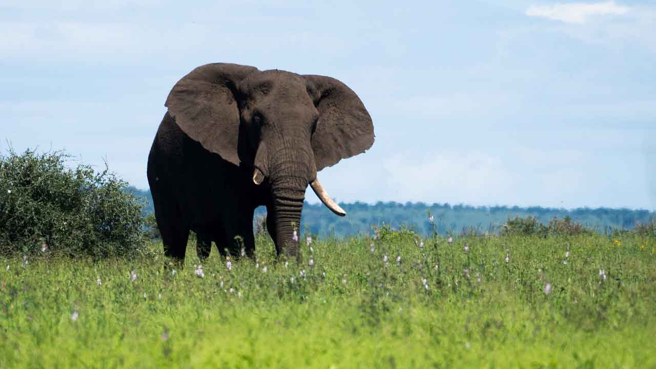 Wisata Halal di Afrika Taman Nasional Kruger