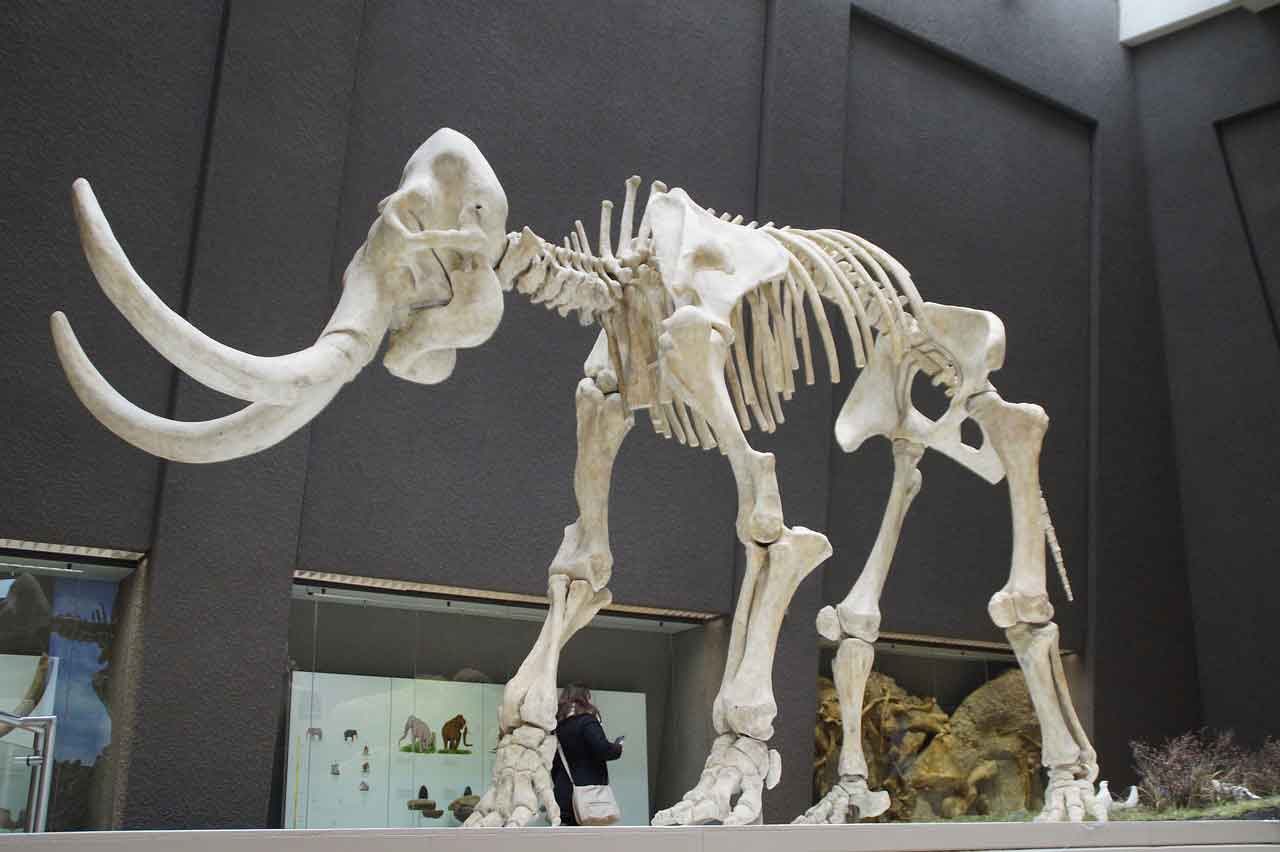 Museum Sejarah di Inggris natural history and science museum