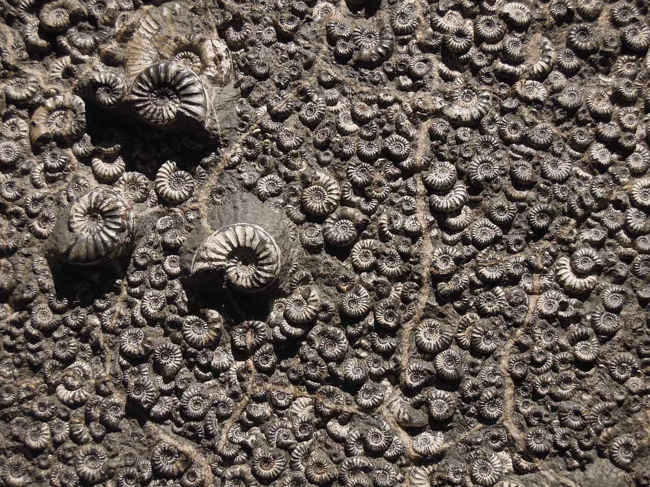 Museum Sejarah di Taiwan tainan city zoujhen fossil park