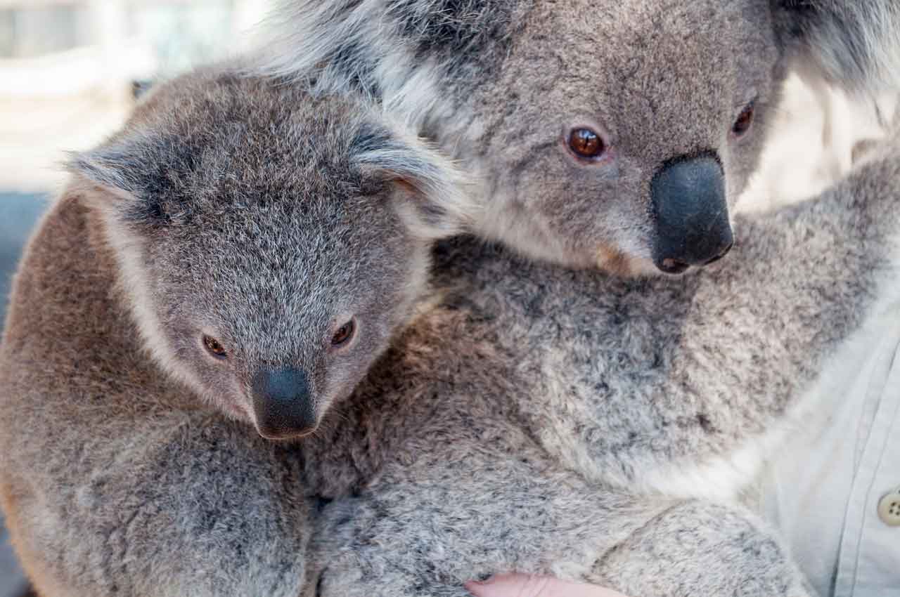 Wisata Halal di Australia berkunjung ke kebun binatang