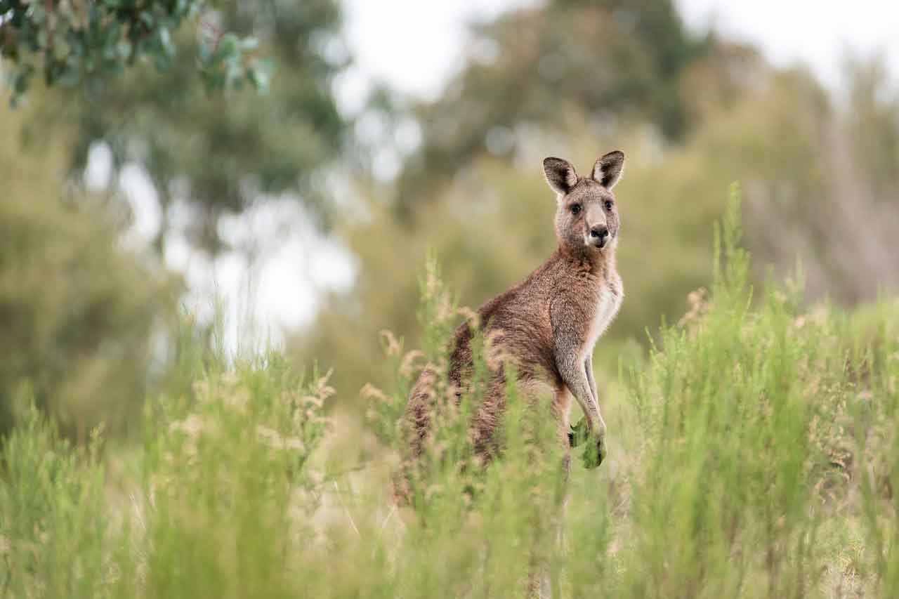 Wisata Halal di Australia menikmati keajaiban alam