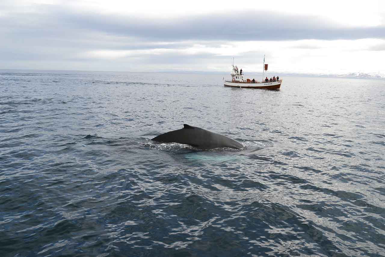 Wisata Halal di Selandia Baru Whale Watch