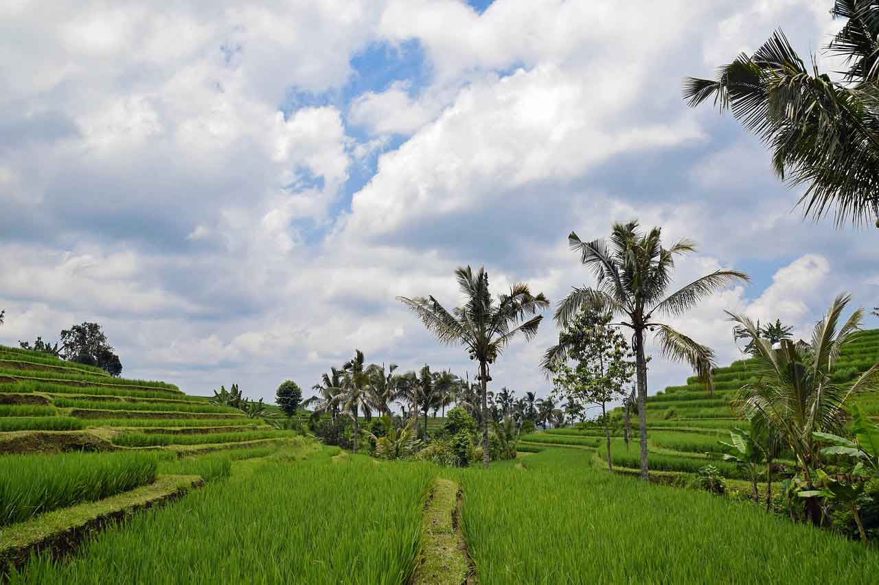Wisata Halal di Bali Desa Candi Kuning Bedugul