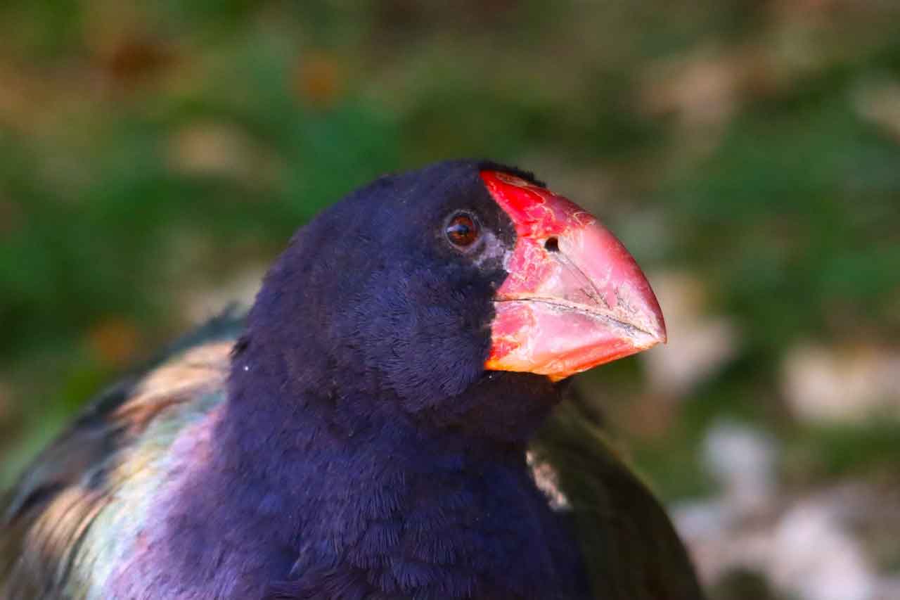Wisata Halal di Selandia Baru Zealandia