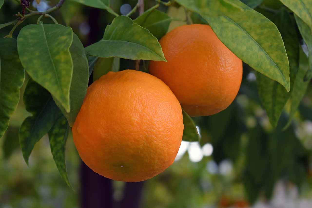 Wisata Halal di Yogyakarta kebun buah mangunan