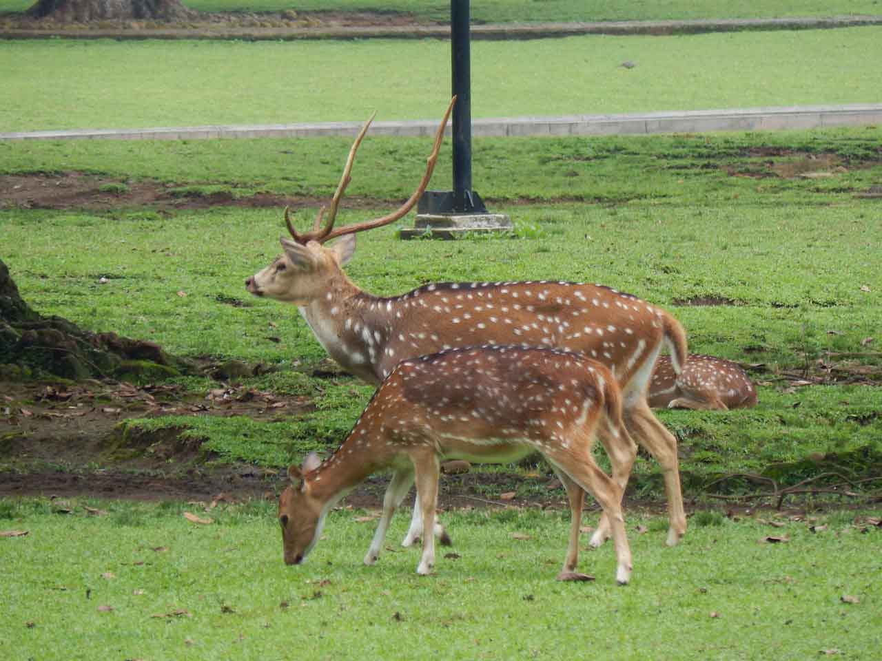 Wisata Halal di Bogor Kebun Raya Bogor
