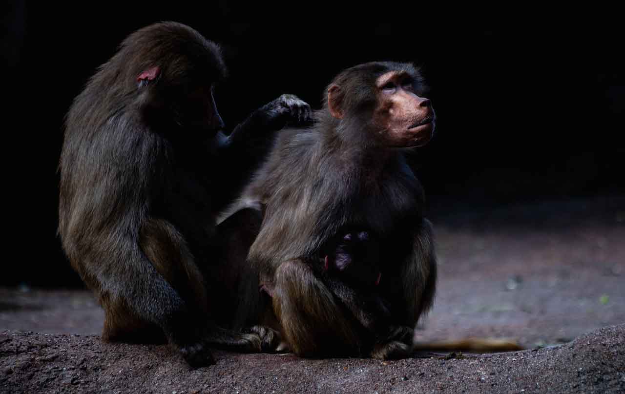 Wisata Halal di Bogor Museum Zoologi