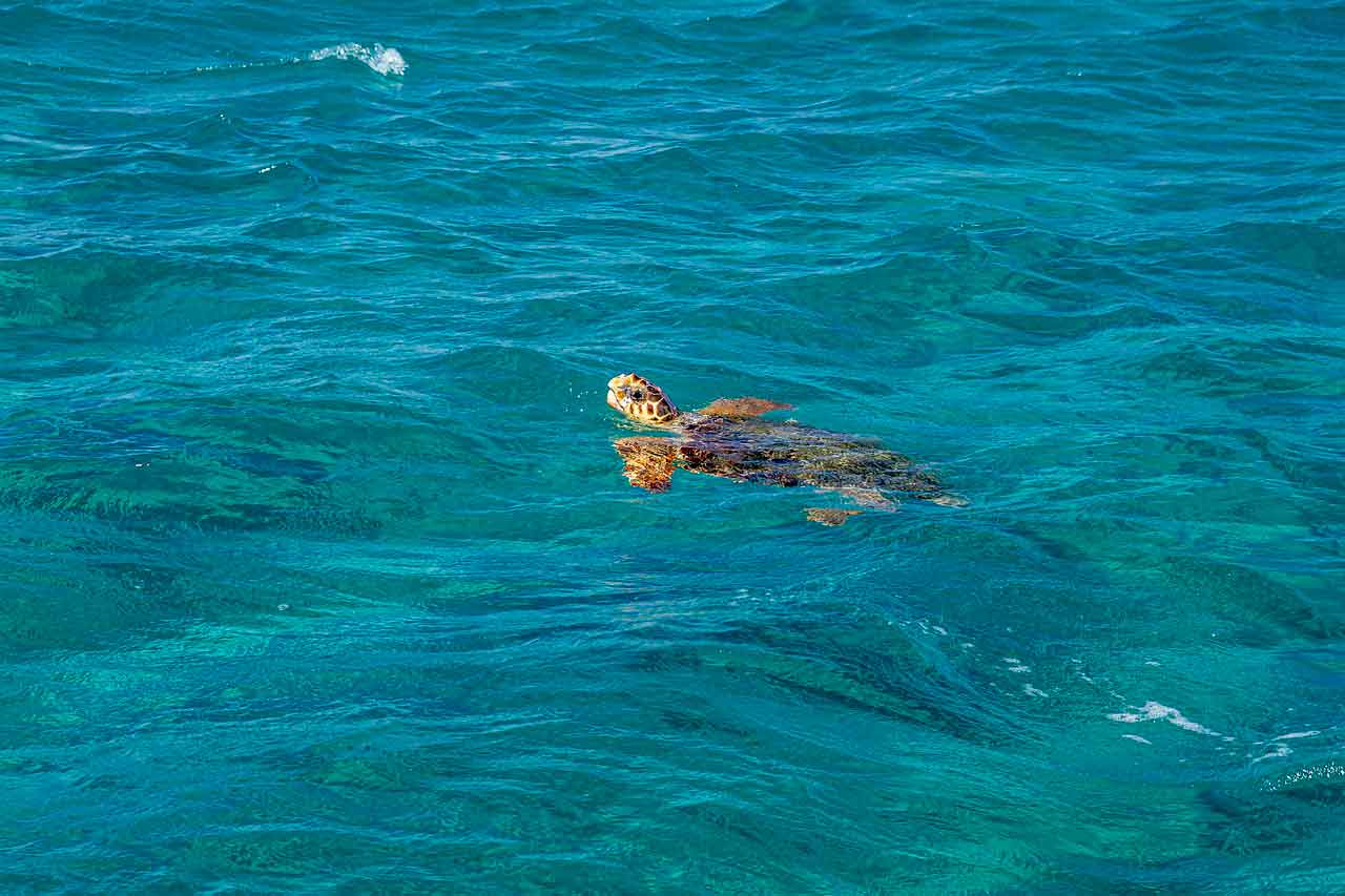 Wisata Halal di Manado Taman Laut Bunaken