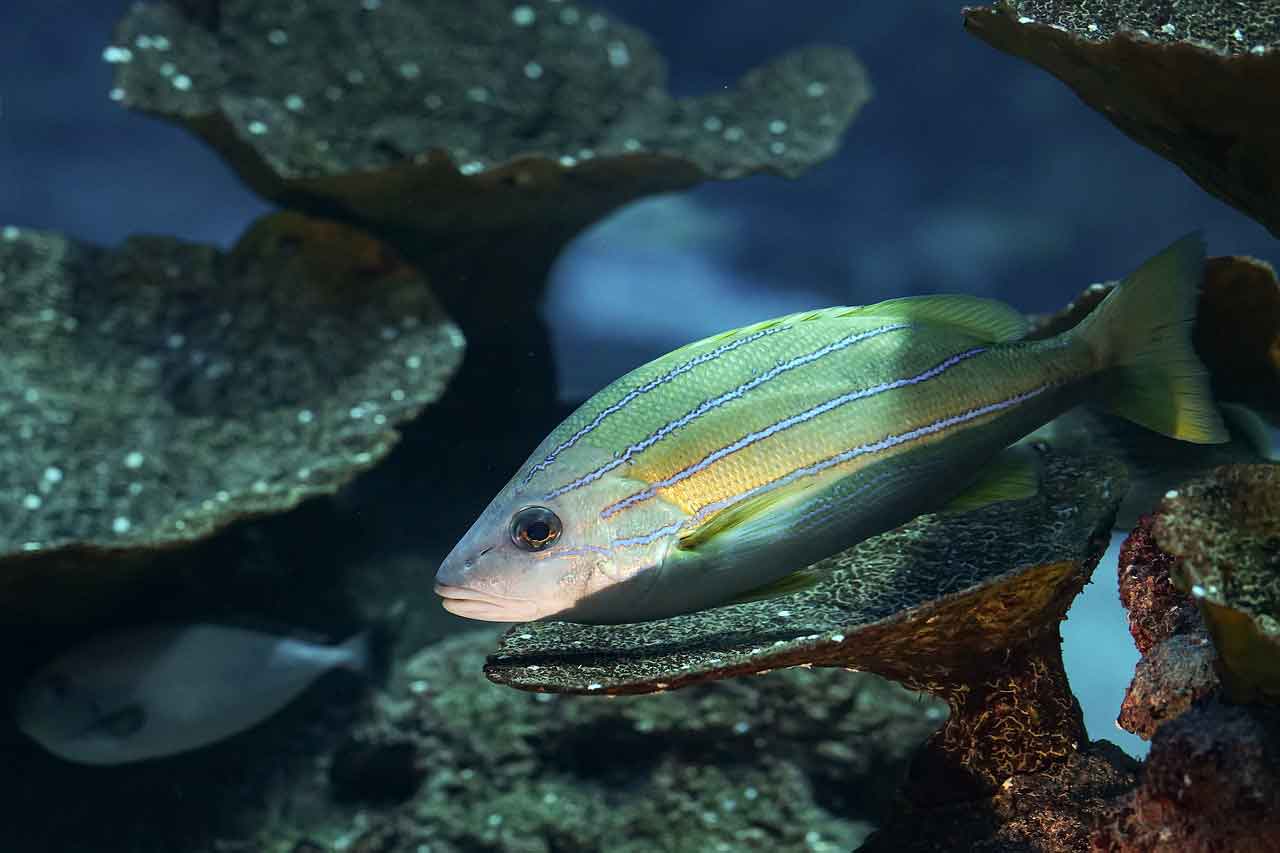 Wisata Religi di Arab Saudi Fakieh Aquarium