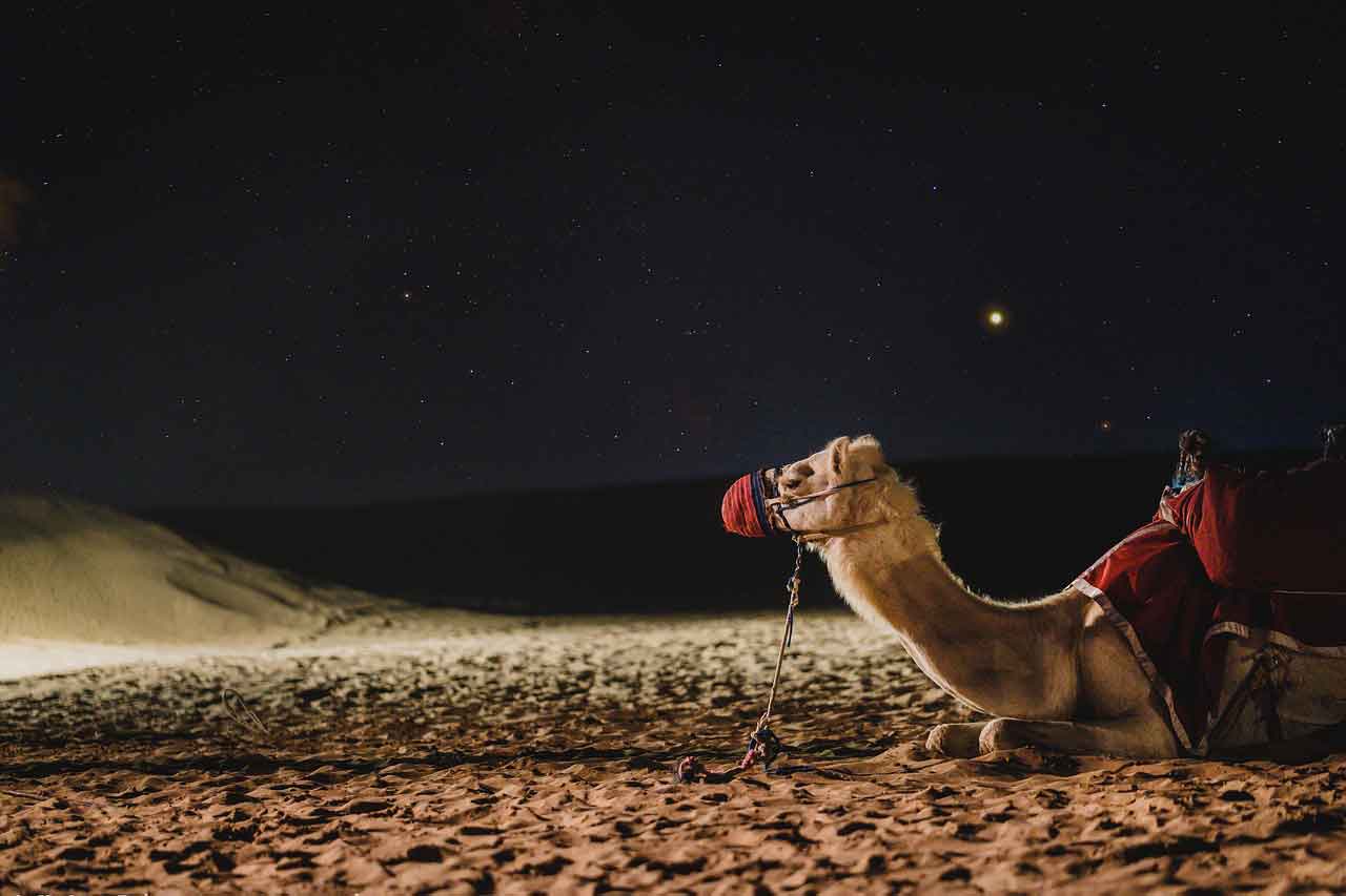 Wisata Religi di Uni Emirat Arab Dubai Safari Park